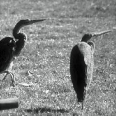 Photographie de deux hérons cendrés